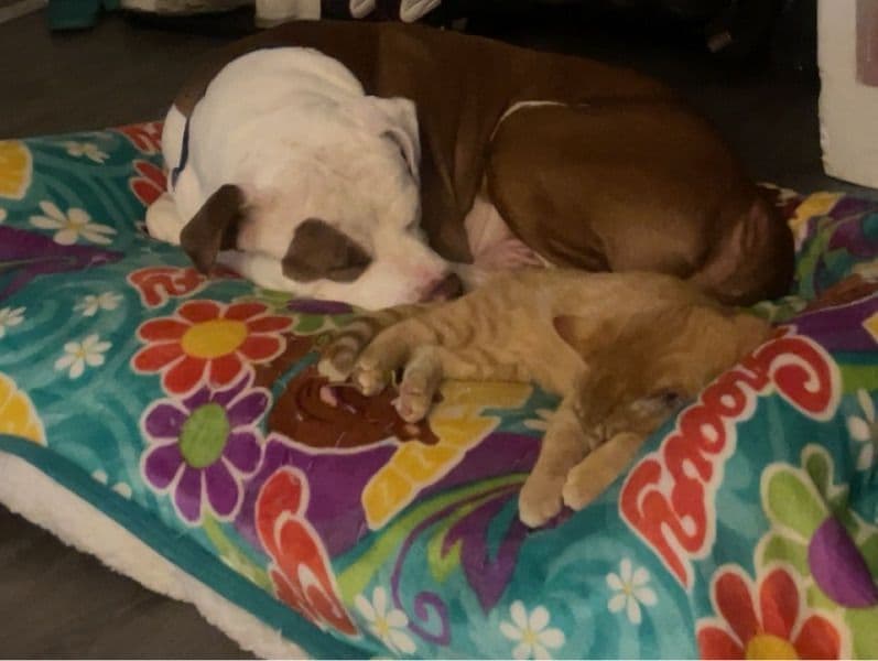 American Bully 10 years 11 months old male extra large named King Arthur for breeding in Cumberland County, New Jersey | Petmeetly