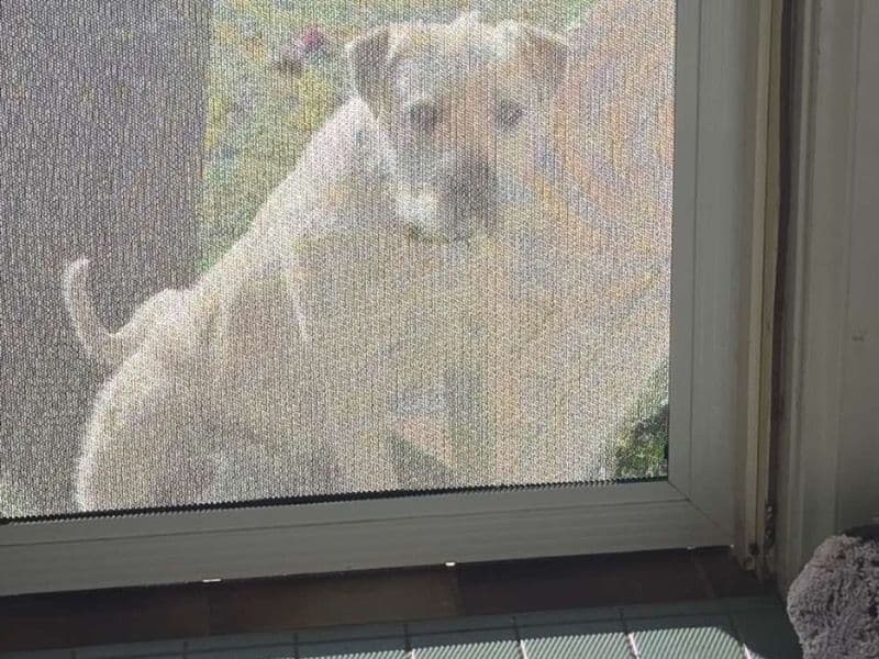 Bull Arab 1 year 5 months old male large named Hooch for breeding in Queanbeyan-Palerang Regional Council, New South Wales | Petmeetly