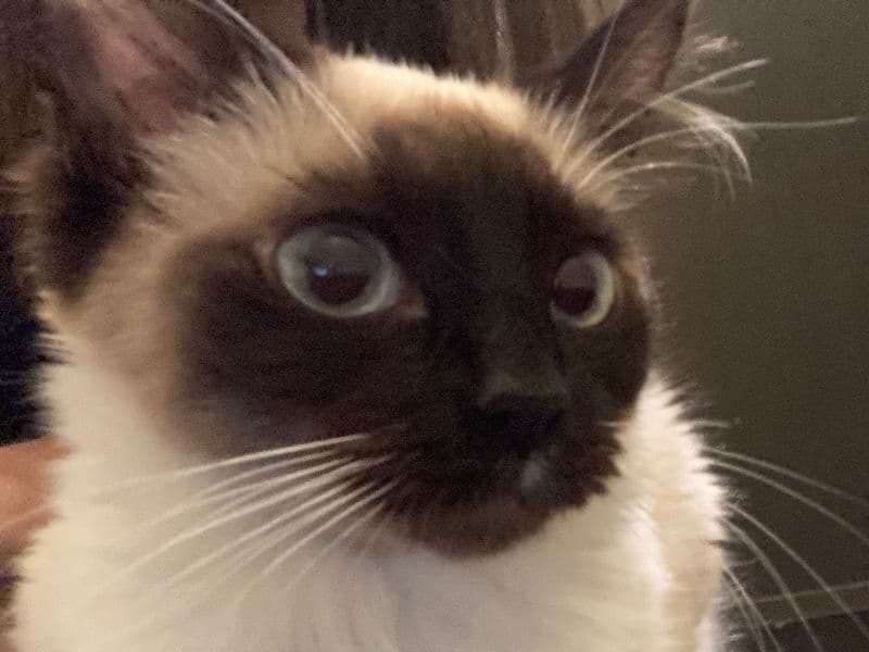 Balinese 2 years 5 months old female named Suki for breeding in Oneida County, New York | Petmeetly