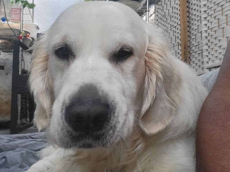English Cream Retriever 1 year 11 months old male large named Flash for breeding in Norfolk County, Massachusetts | Petmeetly