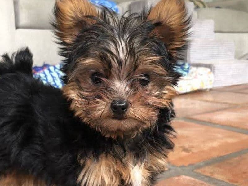 Yorkshire Terrier 4 months old male small named Uriel for sale in Los Angeles County, California | Petmeetly