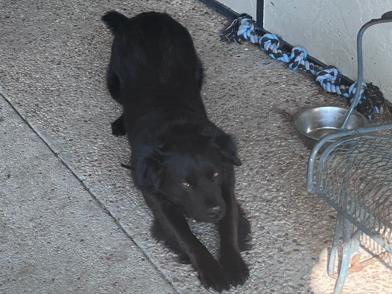 Pit Bull Terrier 7 years 5 months old male large named Jacob for breeding in East Baton Rouge Parish, Louisiana | Petmeetly