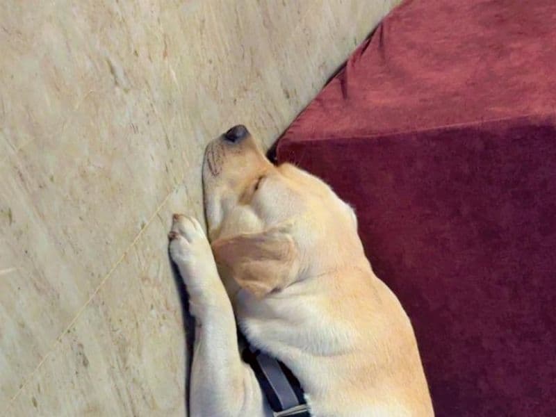 White Labrador Retriever 2 years 7 months old male large named Jimmy for breeding in Delhi Division, Delhi | Petmeetly