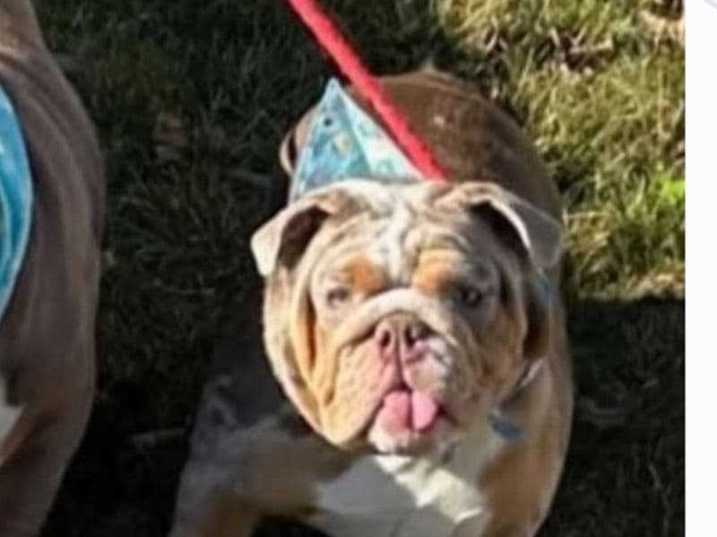 Old English Bulldog 2 years 5 months old male medium named Uno for breeding in New Castle County, Delaware | Petmeetly