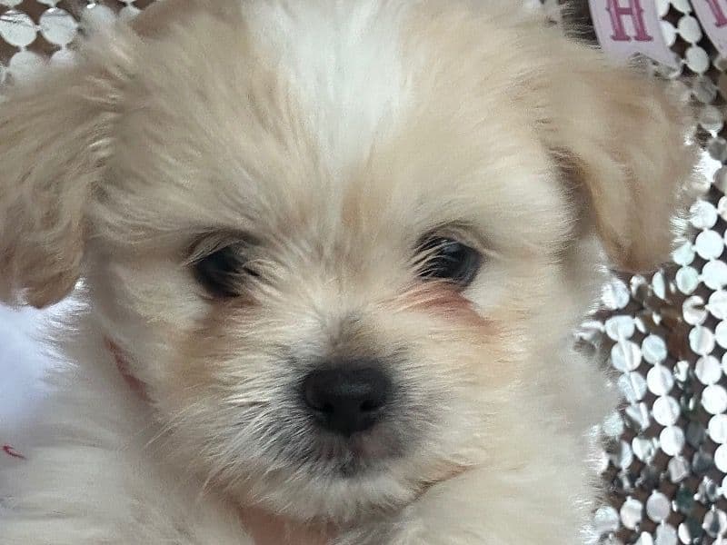 Chi-shi 6 months old male small named Newborn No Name for breeding in Cobb County, Georgia | Petmeetly