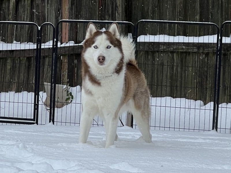 Siberian Husky 4 years old male large named Gizmo for breeding in Livingston Parish, Louisiana | Petmeetly