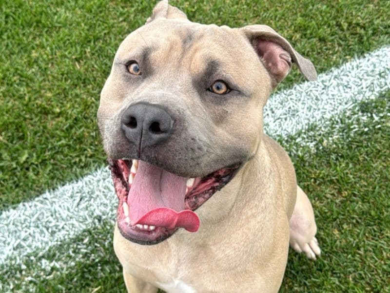 American PitBull Terrier 1 year 6 months old male large named Duke for breeding in Metro Vancouver, British Columbia | Petmeetly
