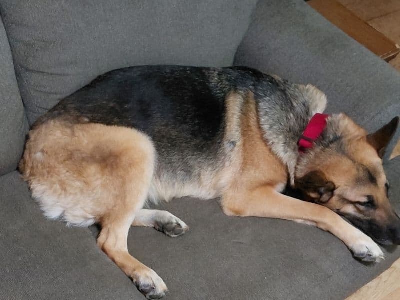 Kelsey - German Shepherd | Petmeetly