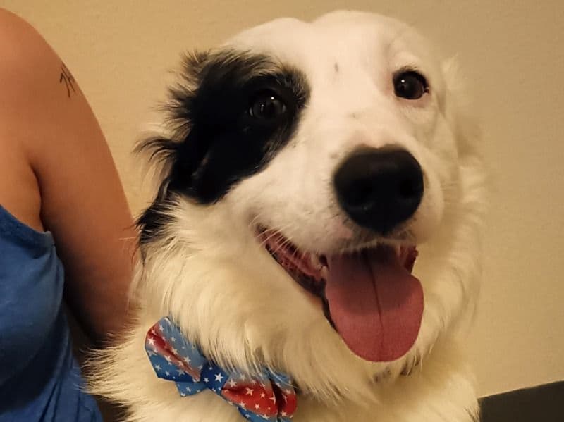 Miniature American Shepherd 3 years 1 month old male small named Henry for sale in Fort Cavazos, Texas | Petmeetly