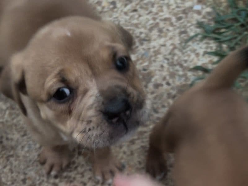 Elsa - Boxer | Petmeetly
