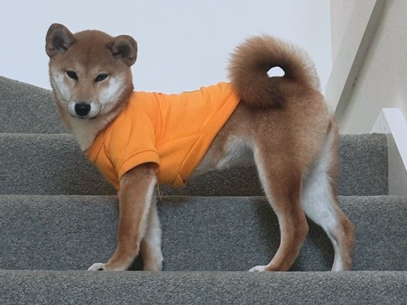 Shiba Inu 1 year old female medium named Sashi for breeding | Petmeetly