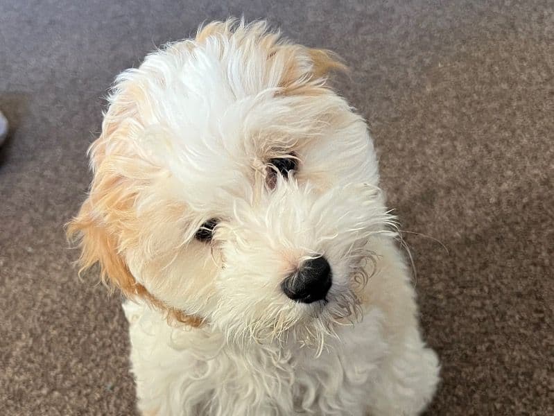 Cockapoo 3 years 6 months old female small named Cleo for breeding in Buckinghamshire, England | Petmeetly