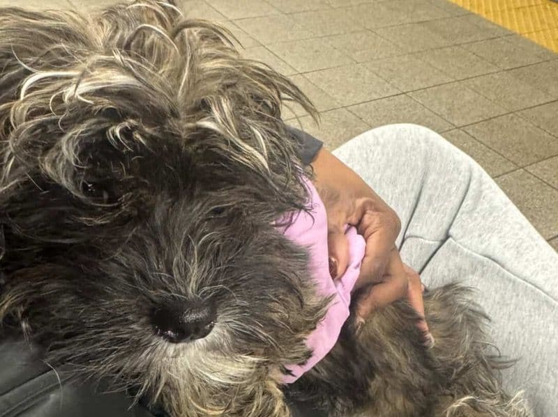 Shih Tzu 5 months old female small named Nyla for sale in Bronx County, New York | Petmeetly