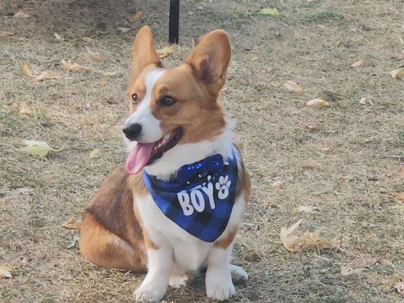 Corgi 2 years 5 months old male medium named Prince Maui for breeding in Ramsey County, Minnesota | Petmeetly