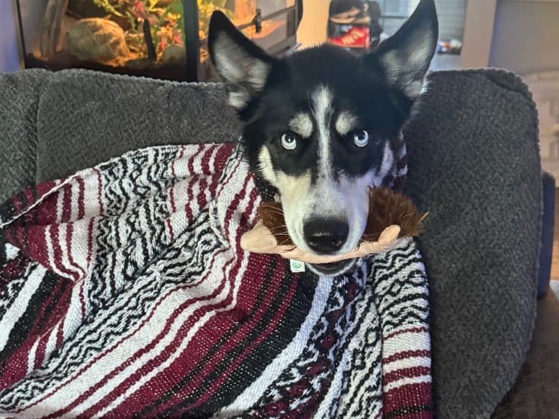 Alaskan Husky 1 year 7 months old female medium named Kida for breeding in Franklin County, Ohio | Petmeetly