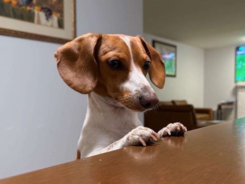 Miniature Dachshund 1 year 10 months old male small named Rony for breeding in King County, Washington | Petmeetly