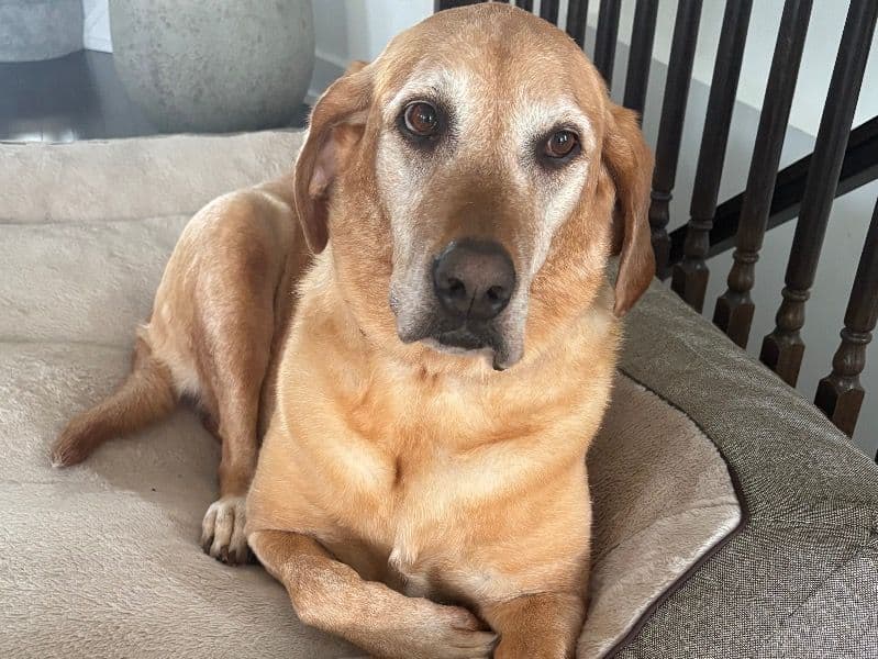 Fox Red Labrador 6 years 4 months old female large named Lily for adoption in Ottawa, Ontario | Petmeetly