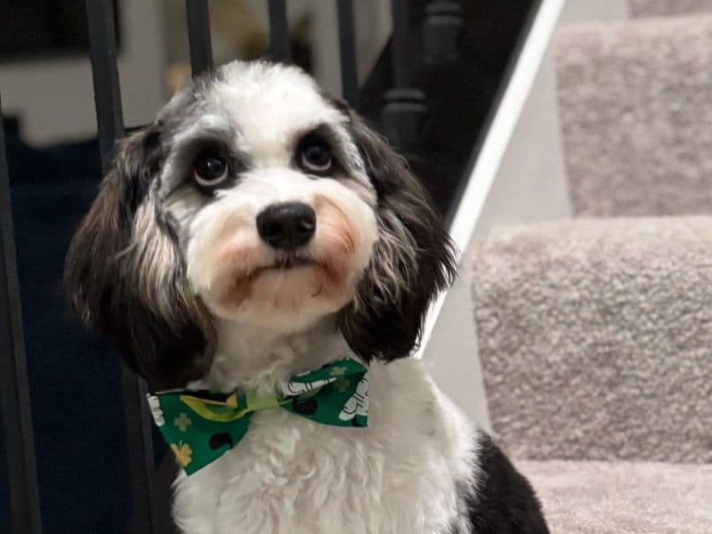 Cavapoo (Cavadoodle) 1 year 5 months old male medium named Mylo for breeding in Charles County, Maryland | Petmeetly