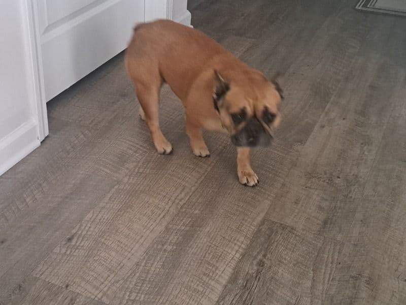 French Bulldog 3 years old female medium named Dazzle for sale in Bay County, Florida | Petmeetly