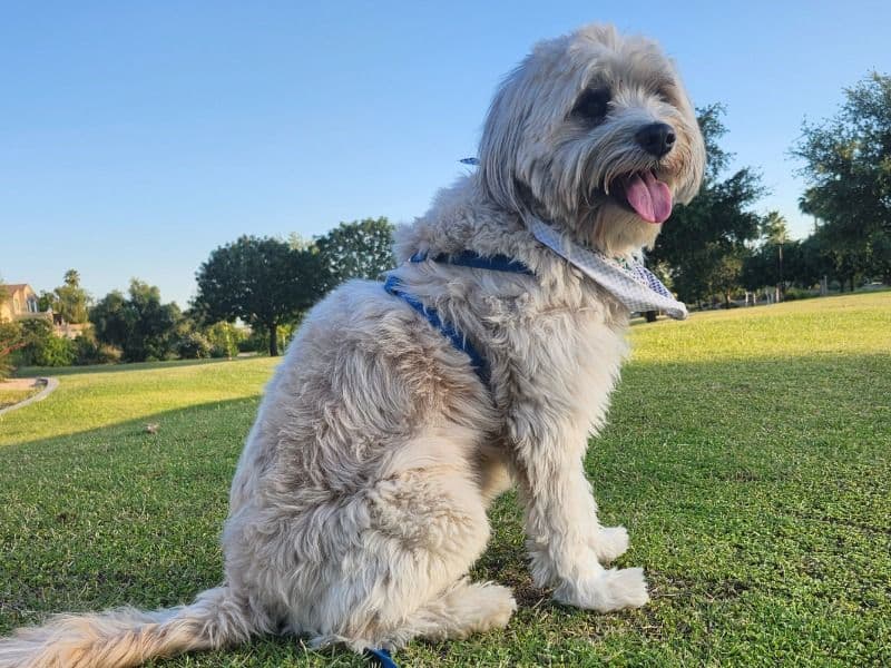 Soft Coated Wheaten Terrier 5 years 10 months old male medium named Firulito for breeding in Maricopa County, Arizona | Petmeetly