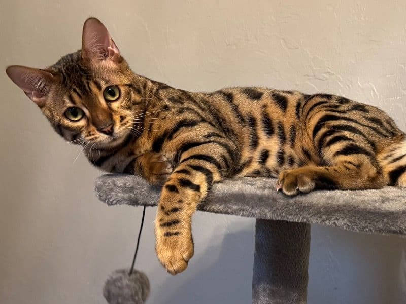 Bengal 1 year 11 months old male named Benny for sale in Oklahoma County, Oklahoma | Petmeetly