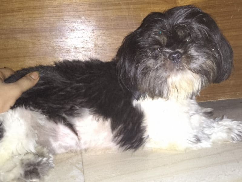 Shih Tzu 2 years 9 months old female medium named Snoofy for breeding in Konkan Division, Maharashtra | Petmeetly