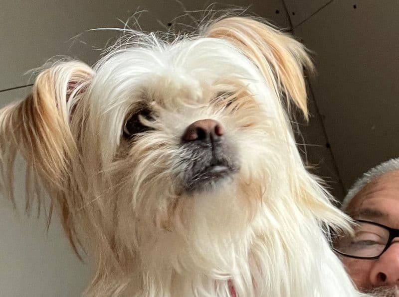 Shih Tzu 3 years old female small named Zsazsa for breeding in Hancock County, Indiana | Petmeetly