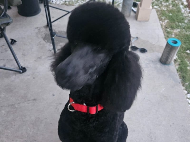 Standard Poodle 1 year 6 months old male large named Chase for breeding in Coryell County, Texas | Petmeetly