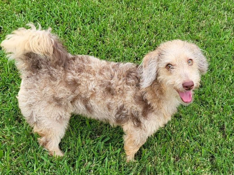 Labradoodle 2 years old female small named Prada for breeding in Harris County, Texas | Petmeetly