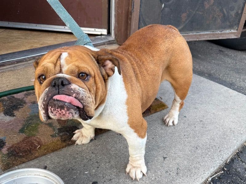 Old English Bulldog 5 years 4 months old female large named Storm for breeding in Los Angeles County, California | Petmeetly