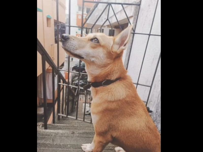 Indian Pariah Dog 2 years 5 months old male medium named Kabilan for breeding | Petmeetly