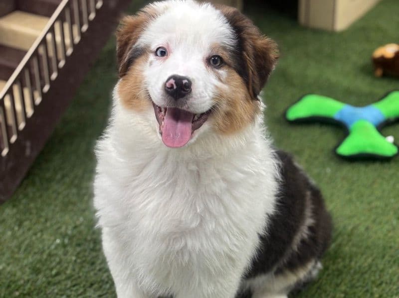 Australian Shepherd 3 months old female medium named Daisy for sale in Macon County, Alabama | Petmeetly