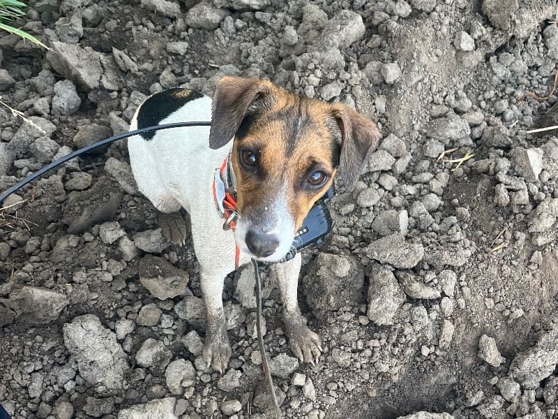 Jack Russell Terrier 2 years 3 months old female small named Annie for breeding in Fresno County, California | Petmeetly