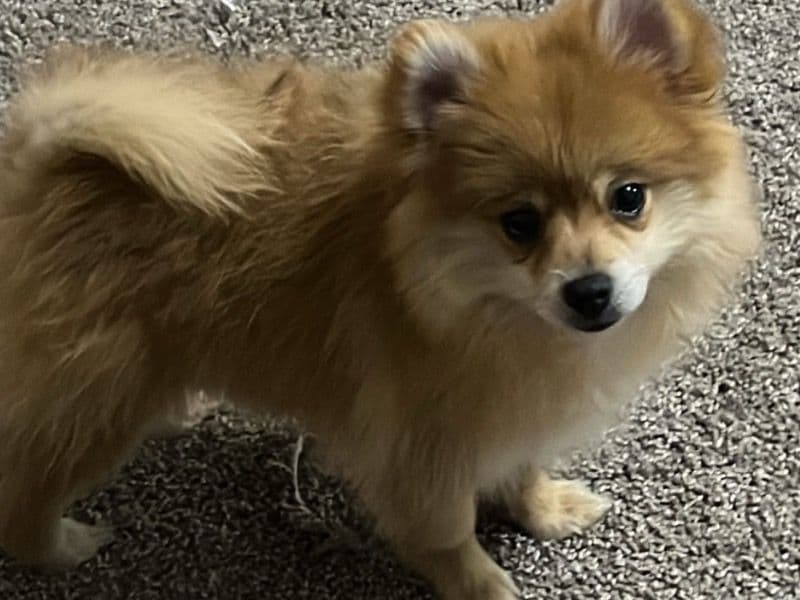Pomeranian 1 year old female small named Nala for breeding in Dallas County, Texas | Petmeetly