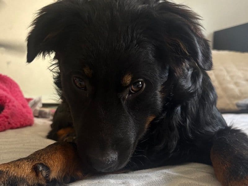 Australian Shepherd 7 months old male medium named Zoro for sale in Pinal County, Arizona | Petmeetly