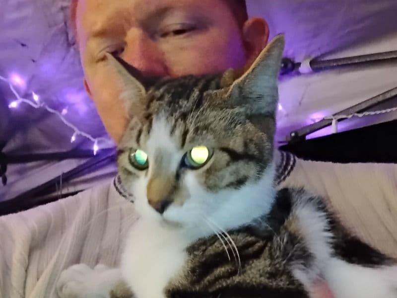 Tabby 1 year 1 month old female named Z for adoption in Duval County, Florida | Petmeetly