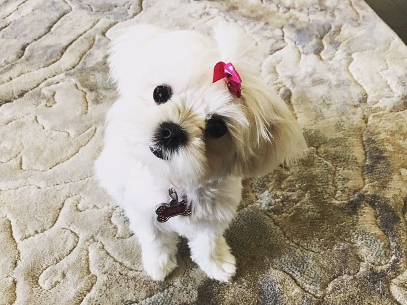 Teacup Maltese 6 years 9 months old female small named Skye for breeding in Middlesex County, Ontario | Petmeetly