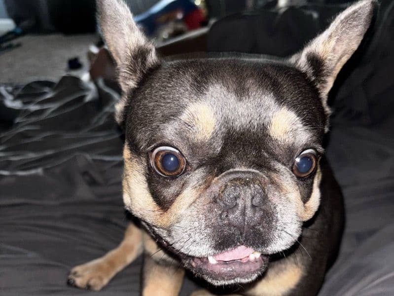 French Bulldog 3 years 4 months old female medium named Tina for sale in DeKalb County, Georgia | Petmeetly