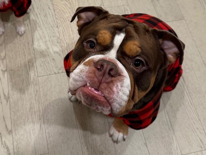 Old English Bulldog 3 years 10 months old male medium named Koda for breeding in Santa Clara County, California | Petmeetly