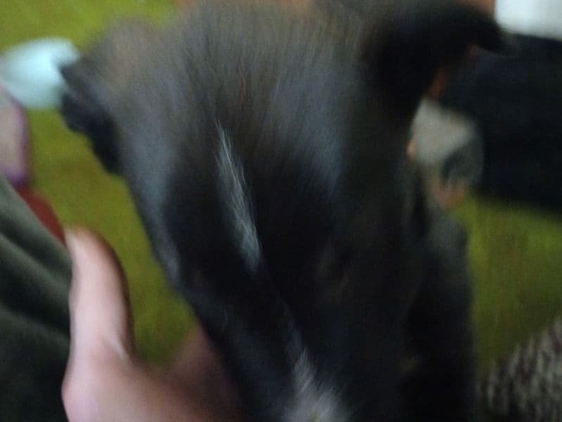 German Sheprador 5 months old male medium named No Name for sale in Barber County, Kansas | Petmeetly