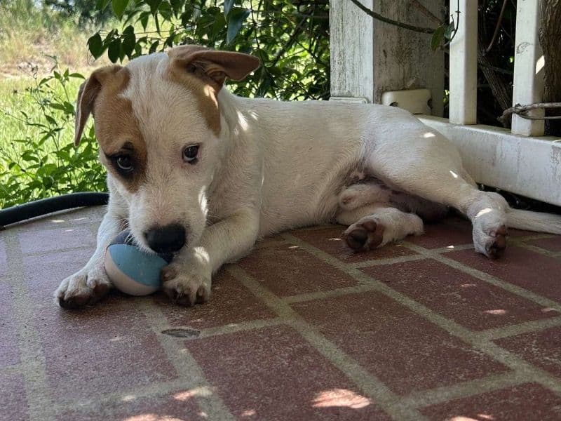 Jack Russell Terrier 11 months old male medium named Cooper for breeding in Sebring, Florida | Petmeetly