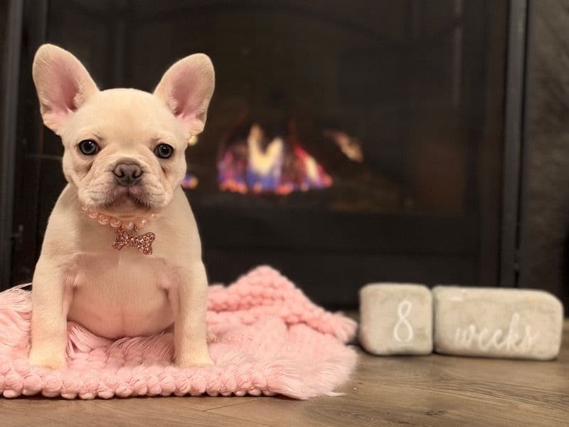 Grace - French Bulldog | Petmeetly