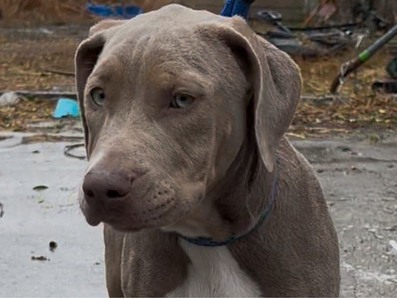 American Bully 6 months old female medium named Z for breeding in San Bernardino County, California | Petmeetly