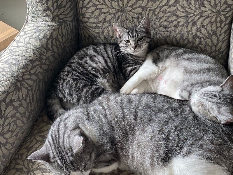 Munchkin 1 year 4 months old female named Maya for breeding in Metro Vancouver, British Columbia | Petmeetly