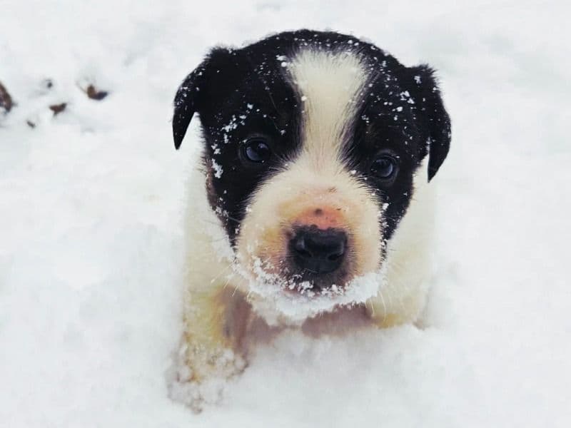 Border Collie 2 months old male medium named Juniper for adoption in Oswego County, New York | Petmeetly