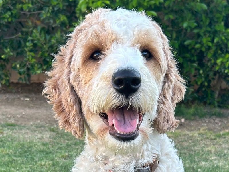 Labradoodle 3 years 5 months old female medium named Piper for breeding in Maricopa County, Arizona | Petmeetly