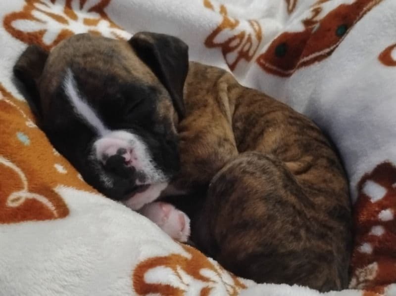Bailey - Boxer | Petmeetly