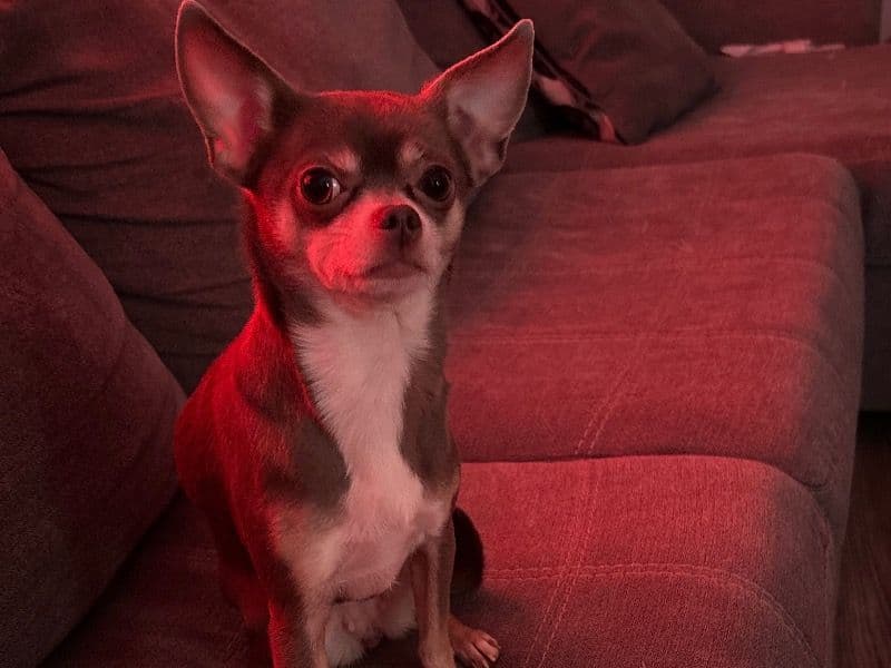 Chihuahua 2 years 10 months old female small named Bella for breeding in Franklin County, Ohio | Petmeetly