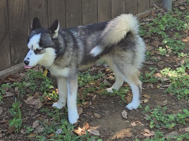 Pomsky 1 year 5 months old male small named Zeus for breeding in Tarrant County, Texas | Petmeetly