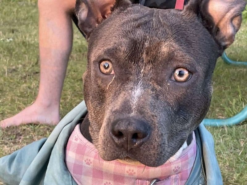 American Staffordshire Terrier 2 years 3 months old female medium named Sasha for breeding in Brown County, Wisconsin | Petmeetly